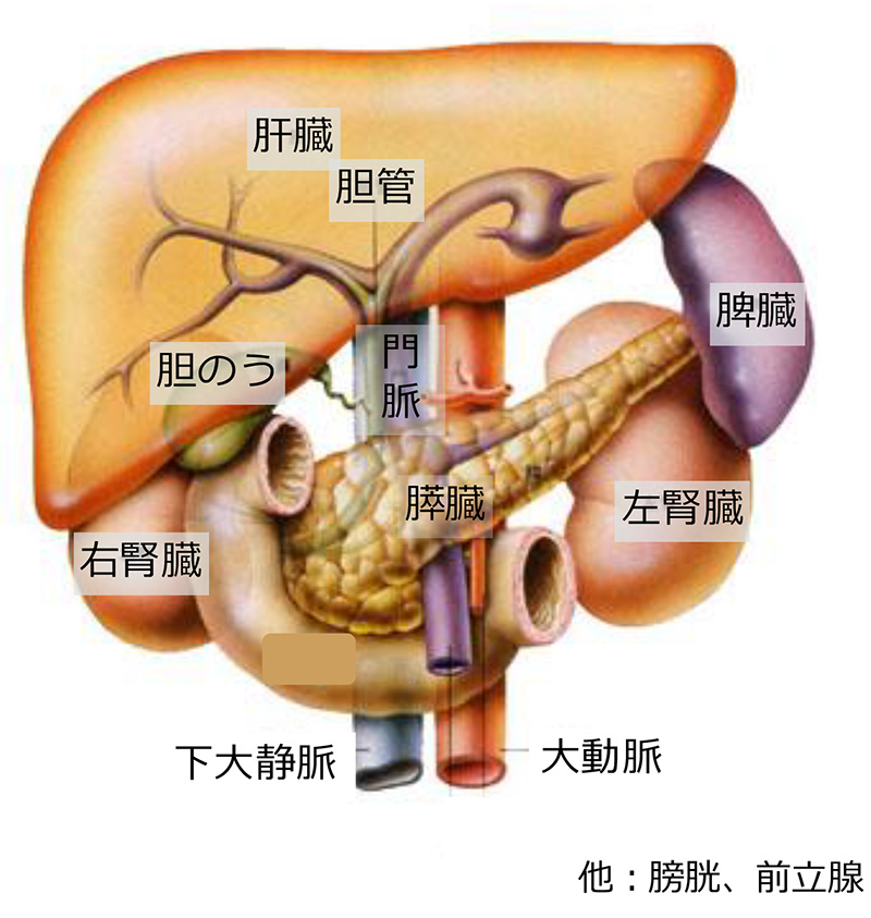 腹部エコー検査で調べる臓器